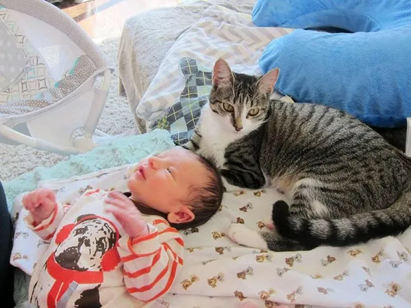 Уживется ли кошка с маленьким ребенком в доме. Маленькие дети и кошки. 8
