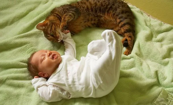 Уживется ли кошка с маленьким ребенком в доме. Маленькие дети и кошки. 4