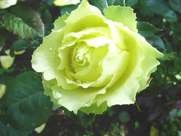 Цветок розы Лимбо