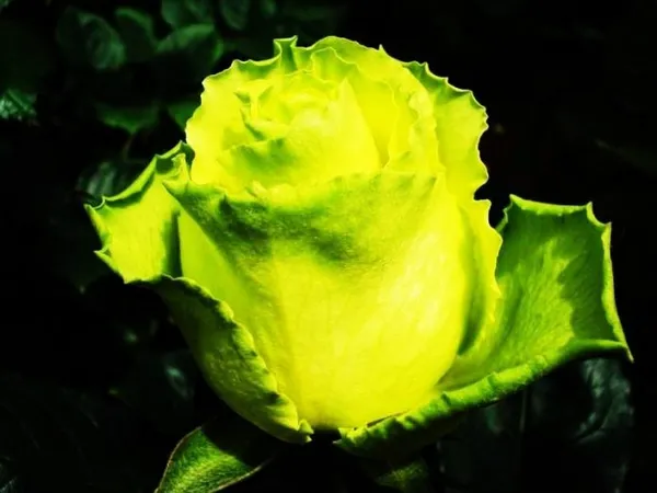 Бутон розы Лимбо