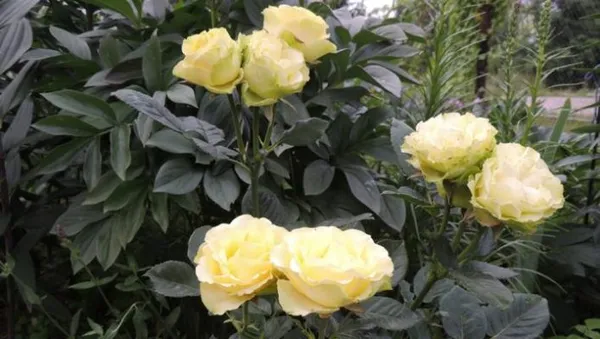 Куст роз Лимбо