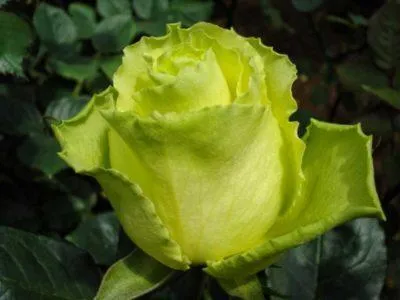 Роза Лимбо. Роза лимбо фото. 3