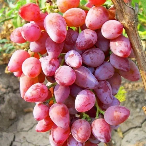 виноград румба описание сорта фото