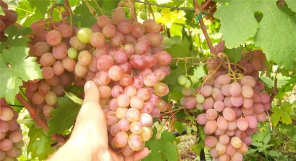 грозди винограда румба