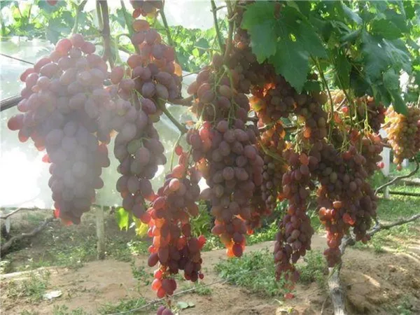 куст винограда румба