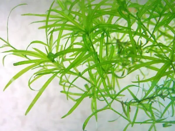 Наяс - красивое аквариумное растение
