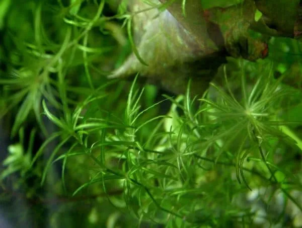Наяс - удивительное аквариумное растение