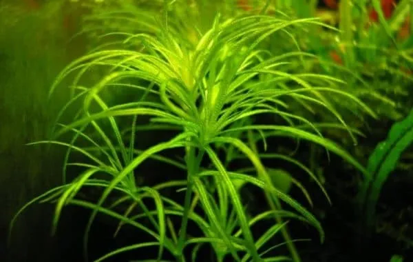 Наяс - аквариумное растение