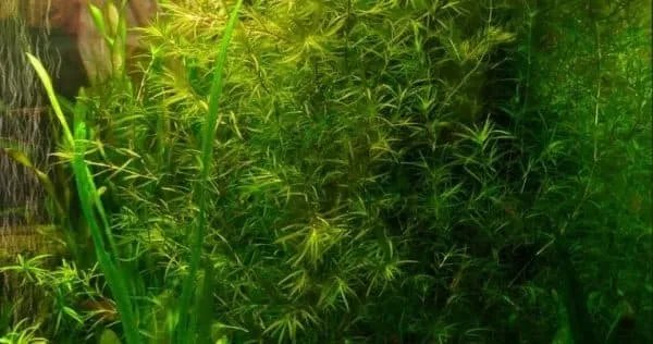 Наяс - необычное аквариумное растение