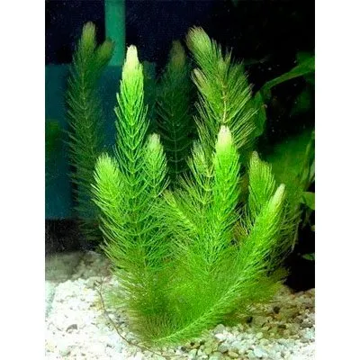 Наяс аквариумное растение содержание размножение фото. Наяс аквариумное растение. 3