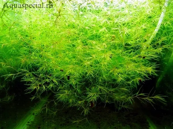 как посадить плавающее аквариумное растение