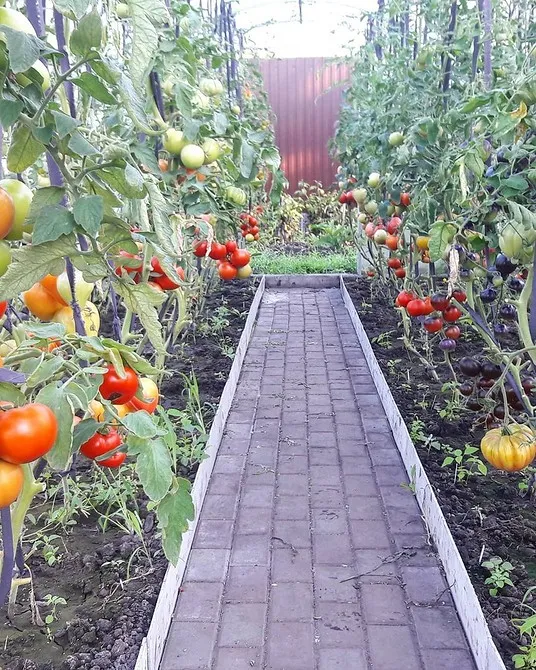 Как правильно подвязать помидоры в открытом грунте: инструкции и фото. Как подвязать помидоры. 3