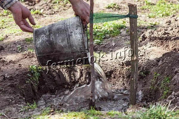 Когда яма полностью заполнена землей и саженец уже не кренится, можно привязать его к колышку и полить 2-3 ведрами воды