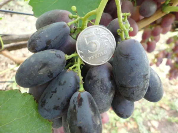 виноград с монеткой