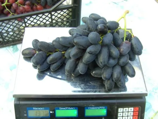 виноград на весах