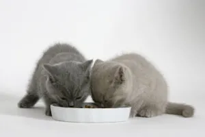 Чем кормить котенка – рацион и особенности правильного питания. Чем кормить котенка. 3