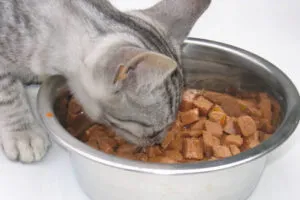 Чем кормить котенка – рацион и особенности правильного питания. Чем кормить котенка. 4