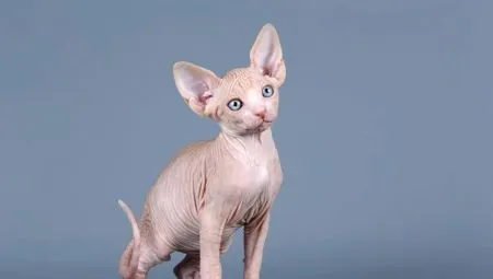 Как назвать кота породы сфинкс?