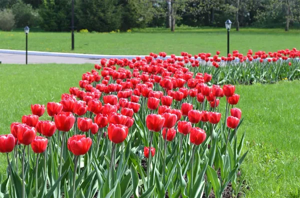 Как провести посадку тюльпанов весной, чтобы они успели зацвести. Когда сажать тюльпаны весной. 4