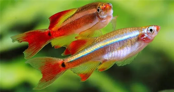 Кардинал вуалевый (Tanichthys albonubes) самец и самка, пара, отличие.