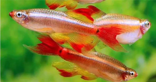 Кардинал вуалевый (Tanichthys albonubes) группа рыб, производители.