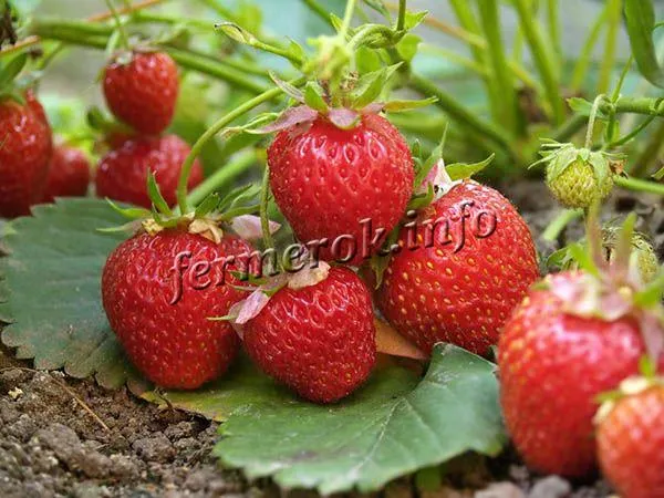 Урожайность с одного растения за сезон 1-3 кг сочных ягод