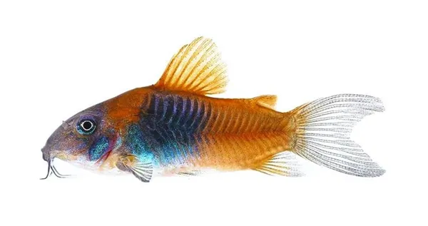 Коридорас венесуэла оранж (C. venezuelanus) аквариумная рыбка, сомик.