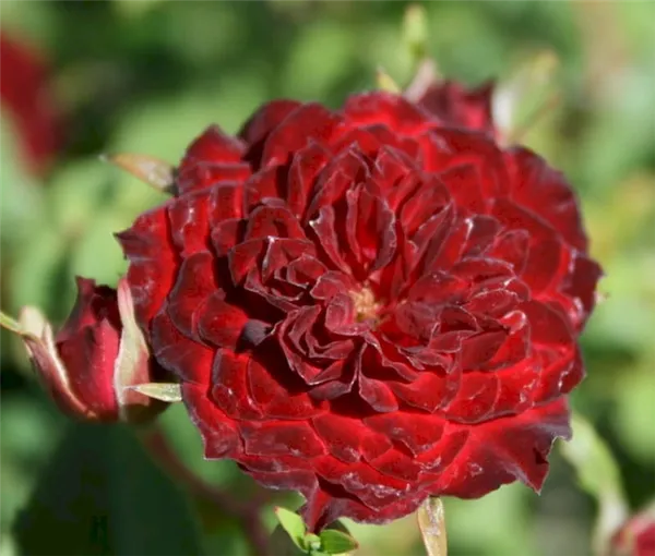 Роза Ред Каскад. Роза ред каскад. 2