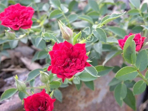 Красные розы Ред Каскад