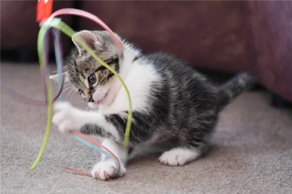 Каких самых умных кошек можно дрессировать?