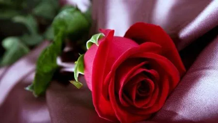 Что означает роза: символика самого популярного цветка. Что символизирует роза. 2