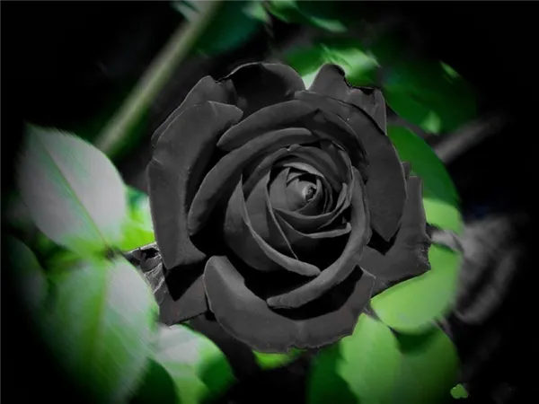 значение черной розы