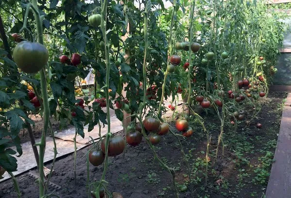 Выращивание помидор Черное сердце Америки