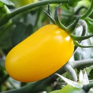 Обожаемый детьми и взрослыми яркий тепличный гибрид с фруктовым привкусом — томат «Финик желтый». Томат финик желтый. 3