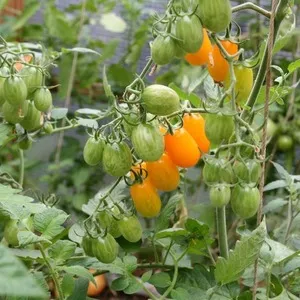 Обожаемый детьми и взрослыми яркий тепличный гибрид с фруктовым привкусом - томат 