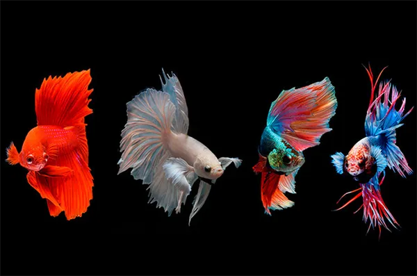 Цветовые вариации рыбок петушков