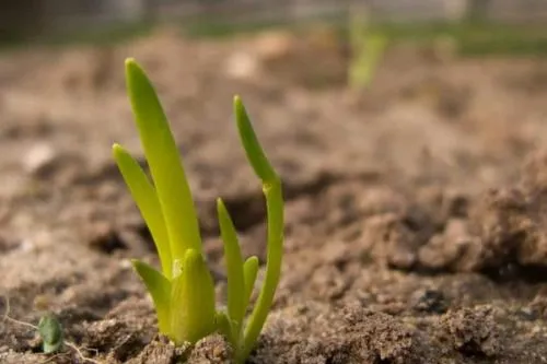 Как вырастить посадочный материал лука. Выращивание из семян: особенности