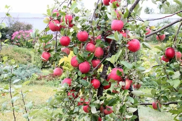 Орловское полосатое яблоня: описание