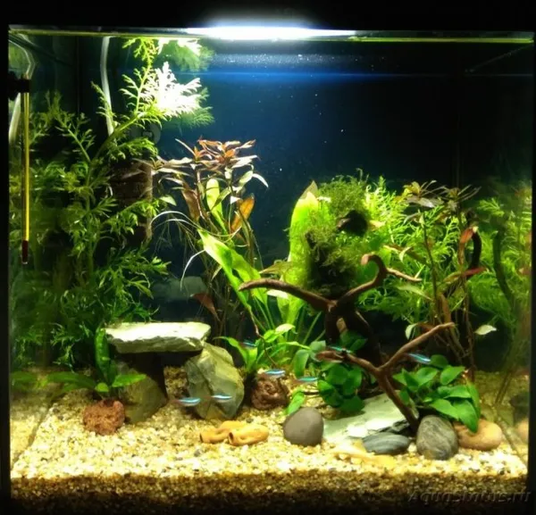домашний аквариум с рыбами и растениями
