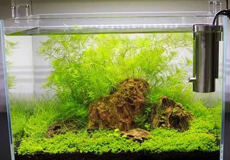 Живые аквариумные растения 30 литров аквариум