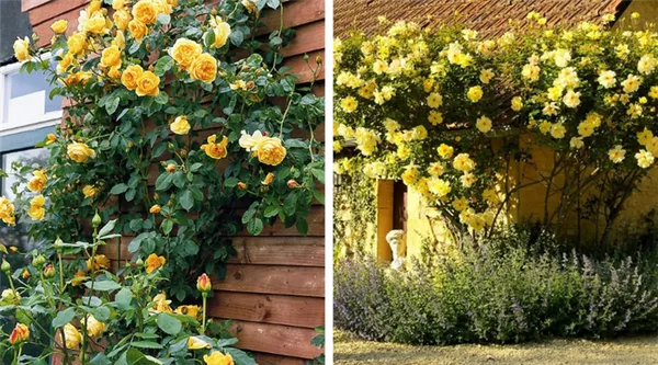 Белые плетистые розы: сорта и их выращивание. Сорта плетистых роз с фото и названиями. 8