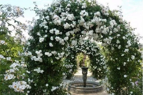 Белые плетистые розы: сорта и их выращивание. Сорта плетистых роз с фото и названиями. 3