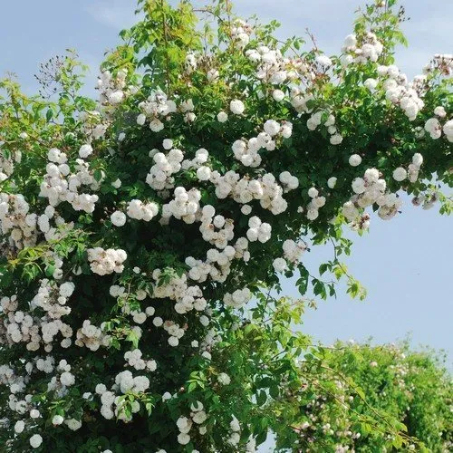 Белые плетистые розы: сорта и их выращивание. Сорта плетистых роз с фото и названиями. 4