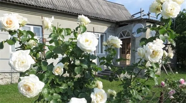 Белые плетистые розы: сорта и их выращивание. Сорта плетистых роз с фото и названиями. 2