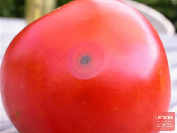 Болезни и вредители помидоров в открытом грунте. Как лечить томаты. Чем обработать томаты от болезней. 3