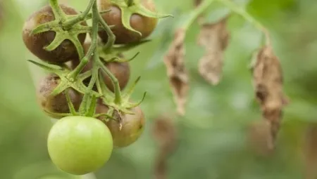 Болезни и вредители помидоров в открытом грунте. Как лечить томаты?