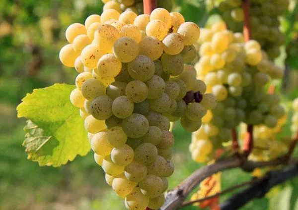 устойчивые к антракнозу сорта винограда