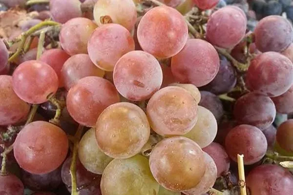 чистая гроздь винограда
