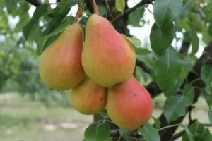 Лучшее время посадки плодовых деревьев в Подмосковье: сажать весной или осенью. Когда сажать яблони в подмосковье. 3