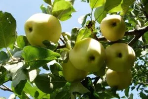 Лучшее время посадки плодовых деревьев в Подмосковье: сажать весной или осенью. Когда сажать яблони в подмосковье. 2